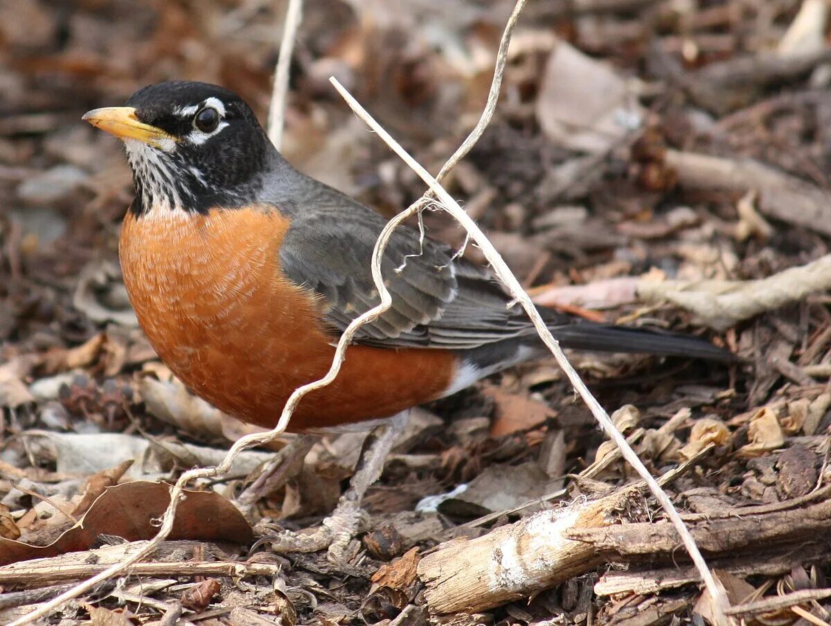 Wiki bird