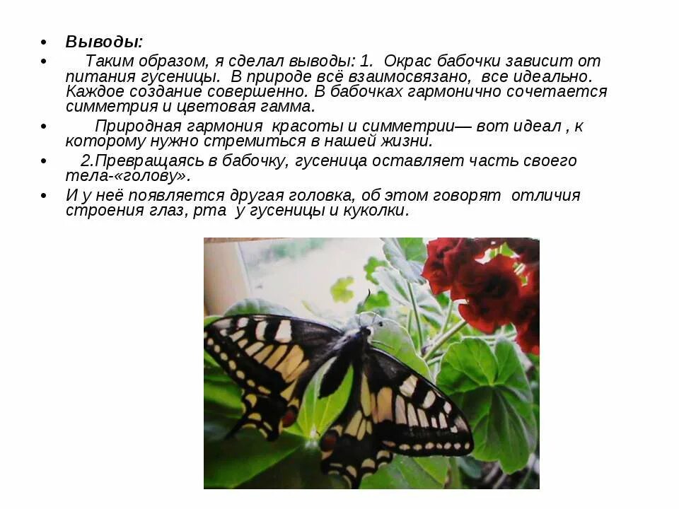 Интересные факты о бабочках. Проект бабочки цели и задачи. Сообщение о бабочке. Рассказать о бабочке махаон 2 класс. Интересные бабочки.