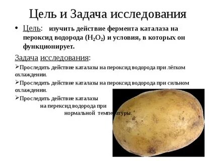 Лабораторная работа 1 действие фермента каталазы