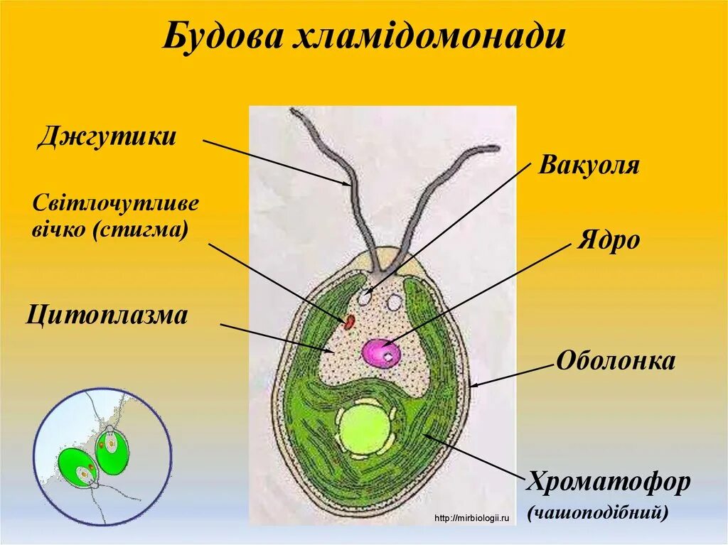 Стигма у хламидомонады. Строение водоросли хламидомонады. Модель одноклеточной водоросли хламидомонады. Клетка хламидомонады.