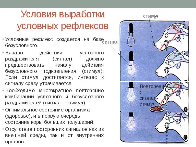 Примеры условных рефлексов у млекопитающих. Выработка условного рефлекса по Павлову собака. Выработка условного рефлекса схема. Безусловный рефлекс слюноотделения. Механизм образования условных рефлексов по Павлову.