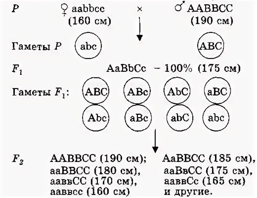 Гамет генотипа aabbcc. Организм с генотипом ААВВСС образует гаметы. ААВВСС. Организм с генотипом ААВВСС образует следующие типы гамет. Сколько типов гамет образует особь с генотипом ААВВСС.