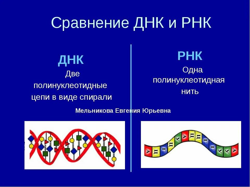 Строение цепи ДНК И РНК таблица. Строение молекулы ДНК таблица. Строение молекулы ДНК И РНК. 2 Строение ДНК И РНК.. Сравнить днк и рнк