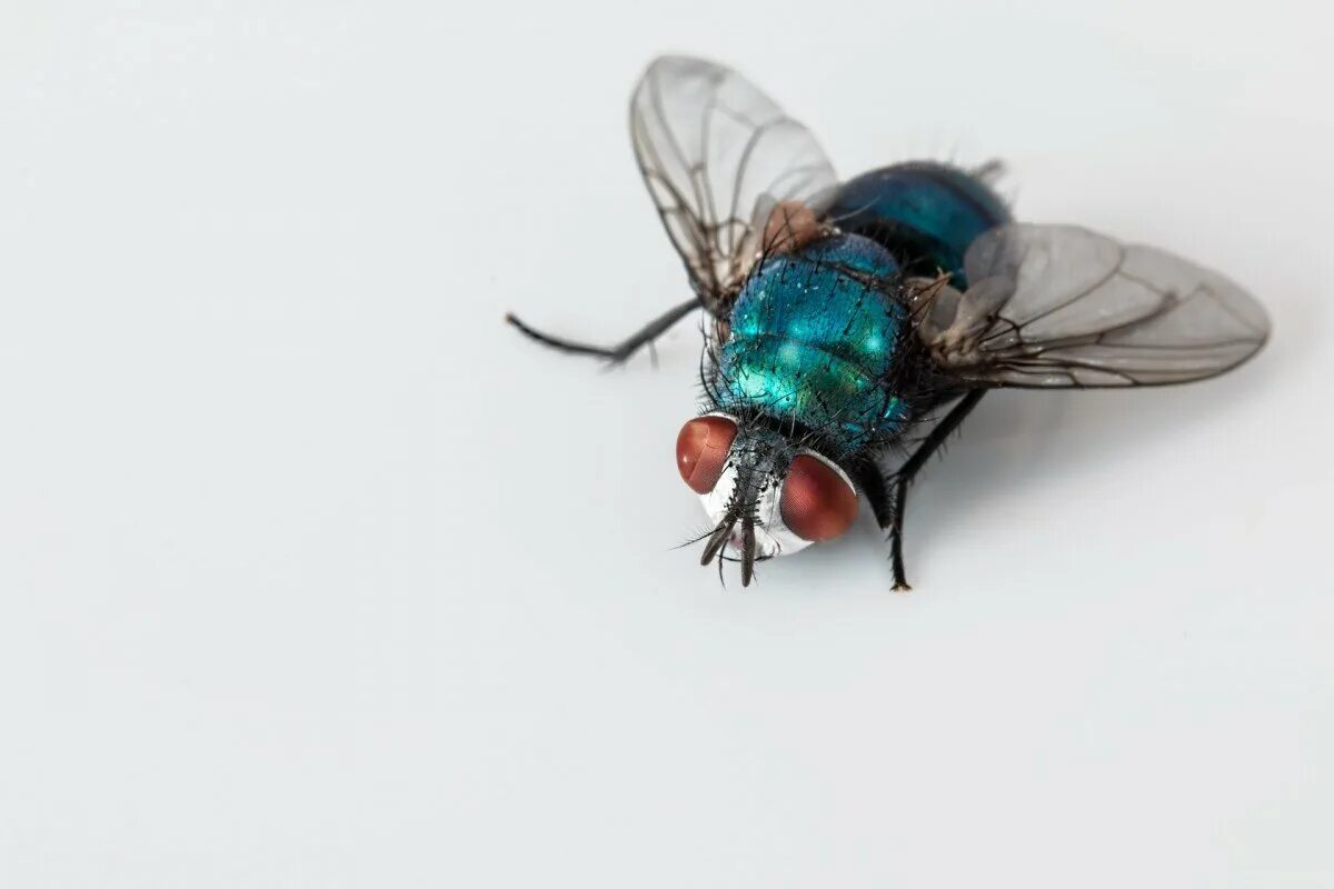 Calliphoridae муха. Calliphoridae муха. Синие мясные мухи. Черноголовая синяя муха. Синие мясные мухи.