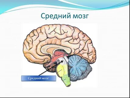 Средний мозг мозжечок