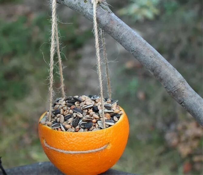 Кормушка для птиц из тыквы своими руками. Кормушка из апельсина. кормушка из апельсина для птиц. эко кормушка из апельсина. кормушка для птиц из апельсиновой корки.