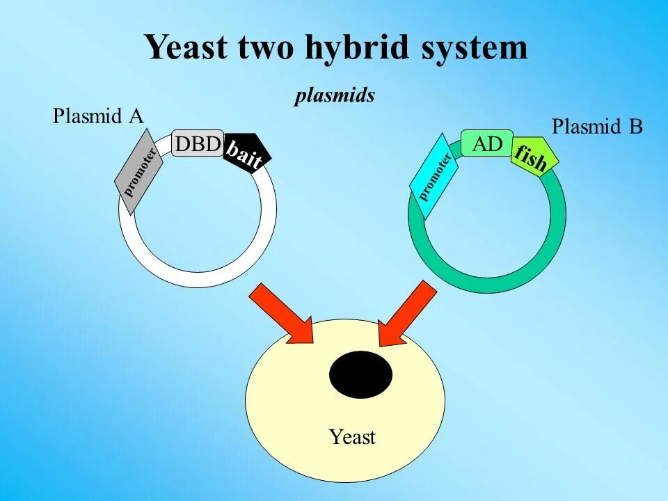 Плазмиды дрожжей. Гибридные плазмиды. Карта плазмид. Интегративная плазмида.