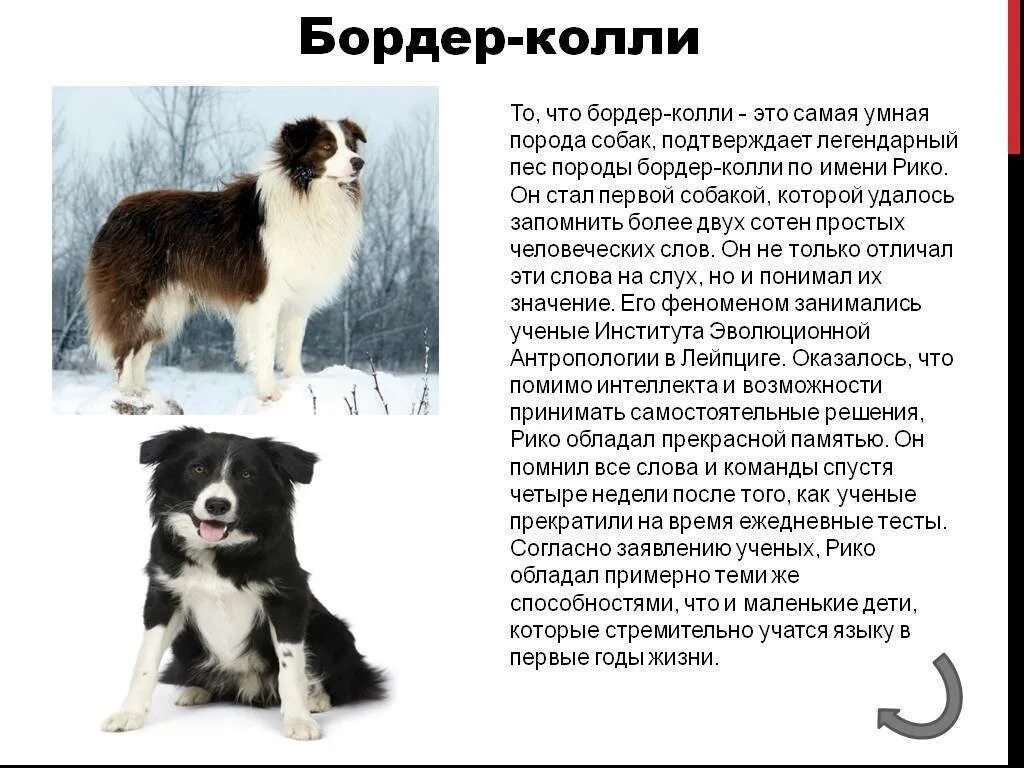 Как выбрать ветеринара * Purrlore