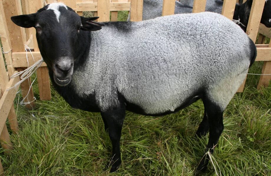 Авито породы овец. Прекос порода овец. Грубошерстные породы овец Романовская. Порода Баранов Романовской. Романовская порода овец.