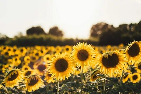 Sunflower 4