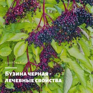 Бузина свойства
