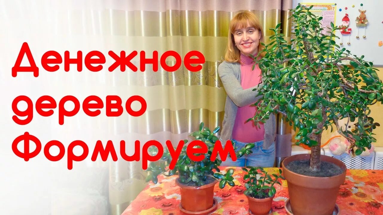 Можно ли обрезать денежное дерево осенью. Толстянка формирование кроны. денежное дерево формирование кроны. обрезка толстянки для формирования кроны.