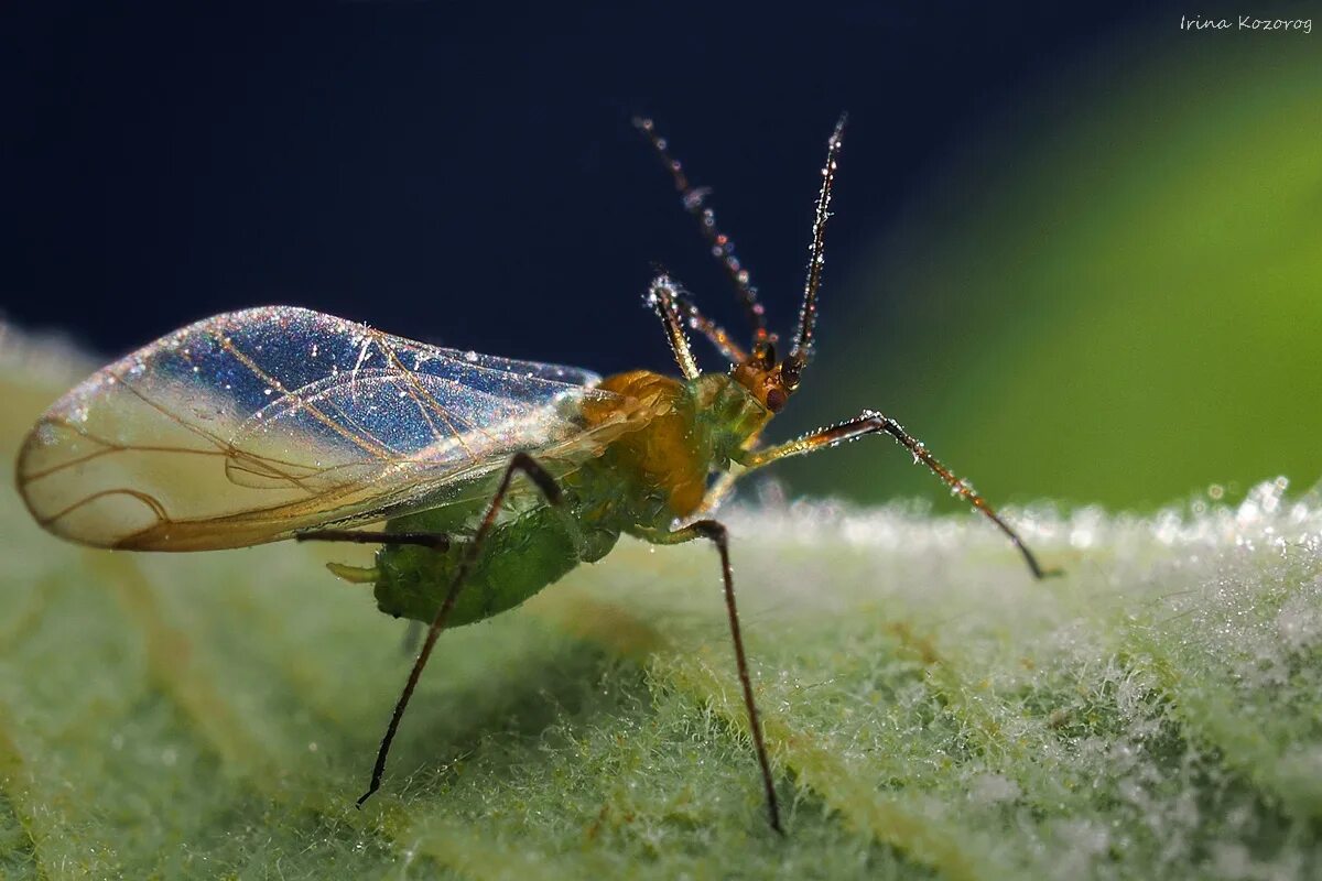 Тля относится к насекомым. Равнокрылые насекомые тля. Homoptera тля. Равнокрылые тля. Имаго тли.