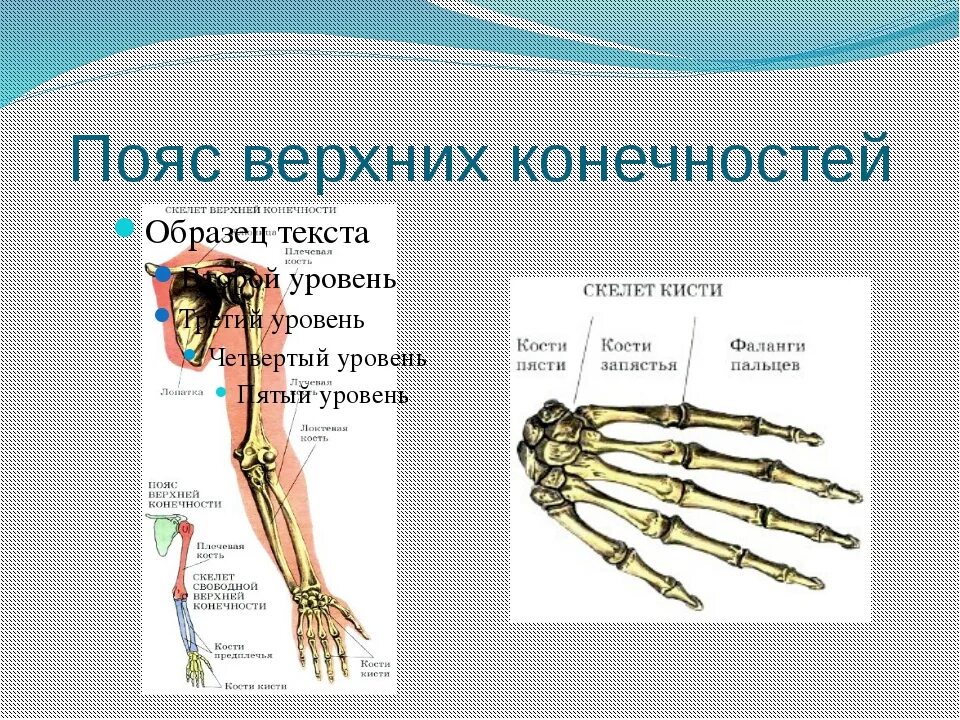 Скелет верхних конечностей скелет плечевого пояса. Плечевой пояс и скелет верхних конечностей. Кости пояса верхней конечности человека. Строение пояса верхних конечностей. Скелет пояса верхних конечностей (плечевого пояса).