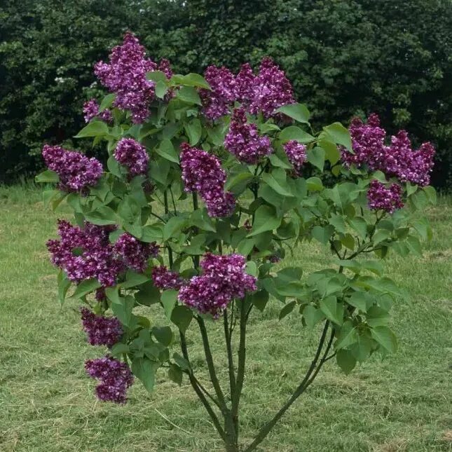 Сирень фото и описание кустарника. Сирень Syringa vulgaris.