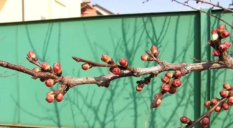 Весна на нашей улице, по народному календарю - Ураловед