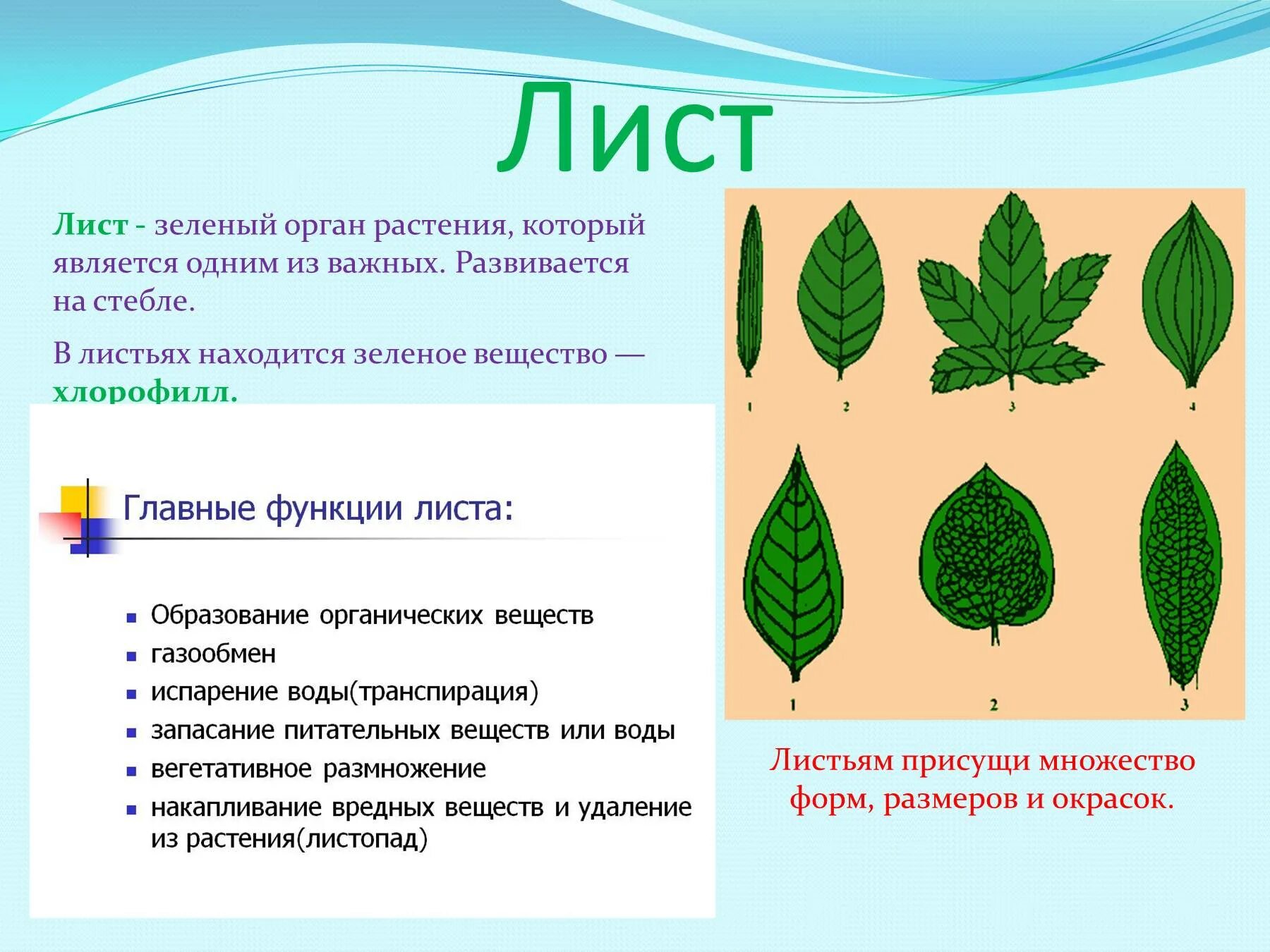 Почему лист называется листом. Лист орган растения. характеристики листа растения. лист растения для презентации. строение зеленого листа.
