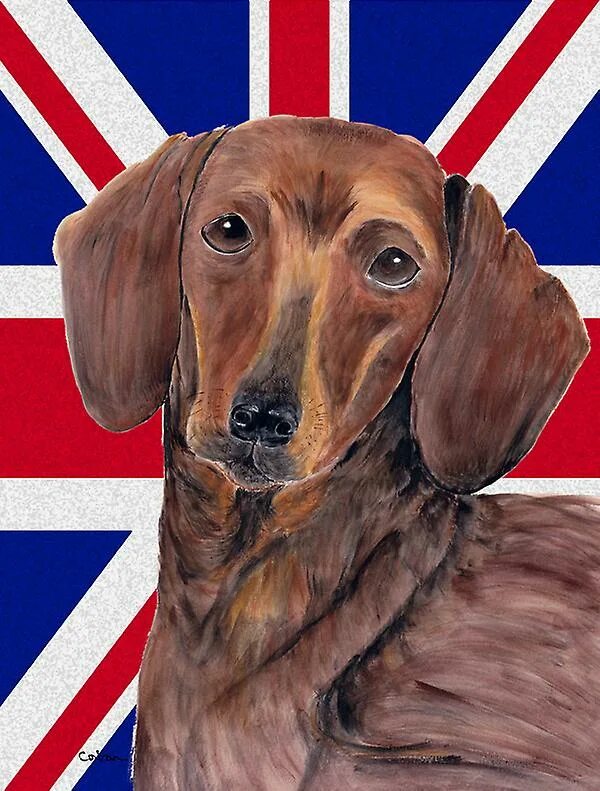 собака кроличья такса. такса по английски. такса короткошерстная карликовая. такса по английски. карликовая такса серая.