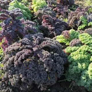 Капуста кале посадка