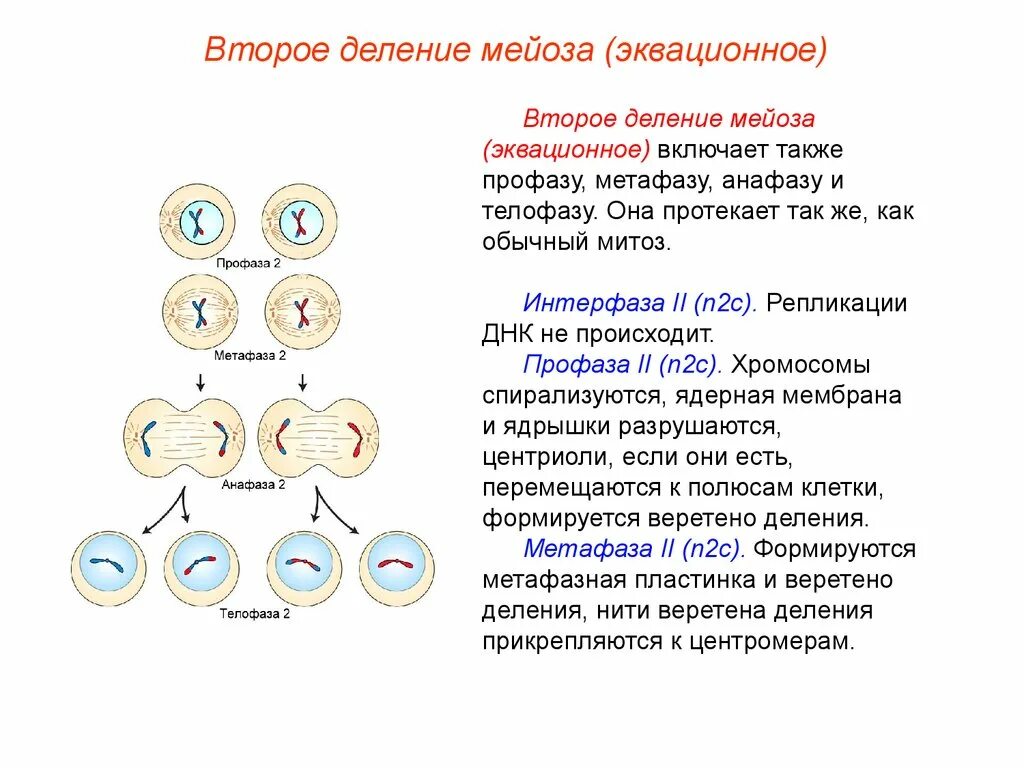 Характеристики 1 и 2 деления мейоза. Характеристика фаз мейоза 1 и 2 деления. Характеристика 2 деления мейоза. Зигота при митозе или мейозе. Результатом мейоза является новые клетки