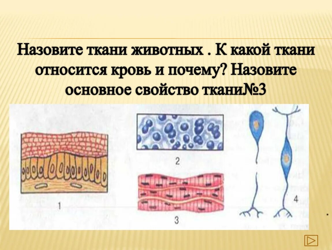 Мертвой тканью является. Ткани животных. К животным тканям относят. Ткани животного организма кровь. Какую ткань относят к животным.