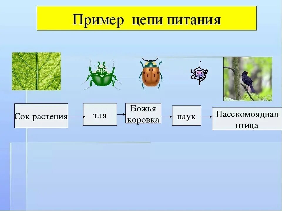 Установите соответствие между паукообразными и насекомыми