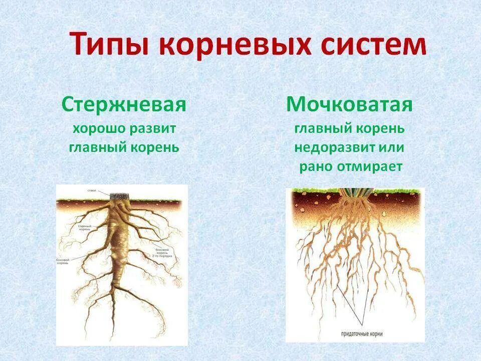 Неотложный корень. Мочковатая корневая система это в биологии 6 класс. Стержневая мочковая система корны. Корневая система растений 6 класс биология. Корневая система 6 класс биология.
