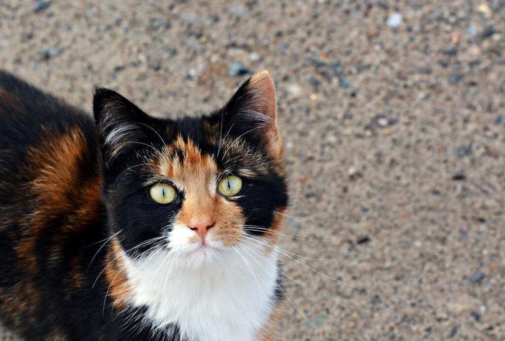 Трехшерстная кошка. Трёхцветная кошка. Трёхцветная кошка порода. Кошка домашняя трехцветная. Трехцветная кошечка