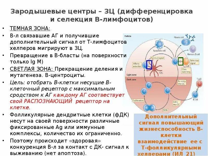 Созревание и дифференцировка в лимфоцитов. Созревание и дифференцировка в лимфоцитов