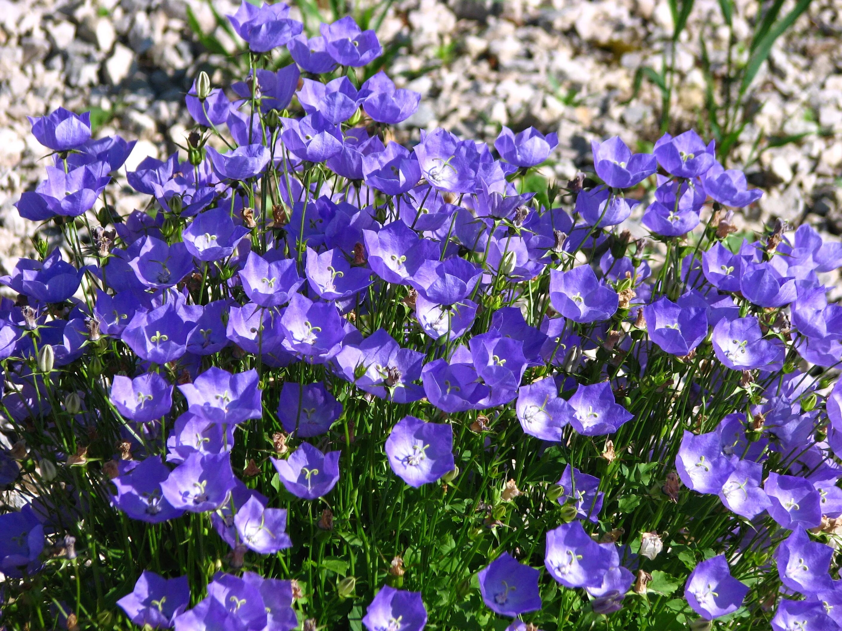 Кампанула Карпатский колокольчик. Колокольчик Карпатский (Campanula Carpatica). Колокольчик Карпатский Гном. Колокольчик Карпатский Карпатенкроне. Колокольчик блю