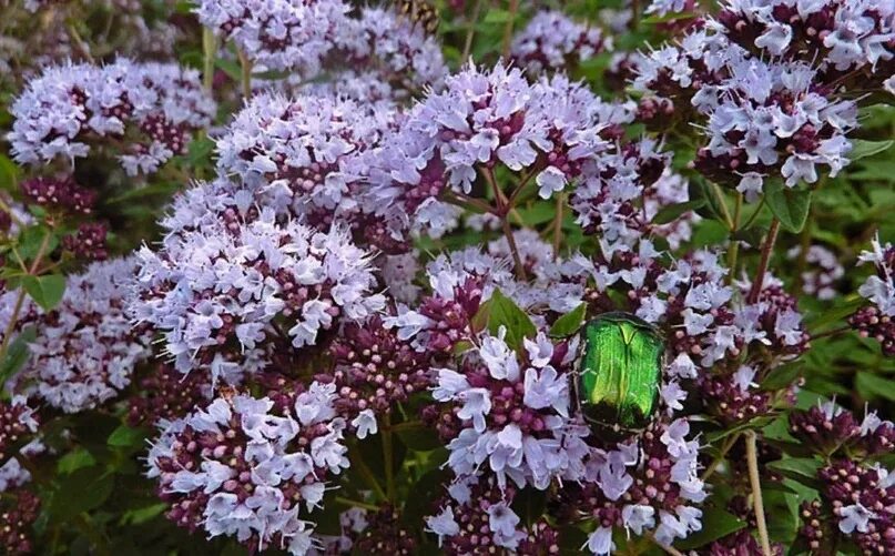 Лечебные свойства травы душицы.