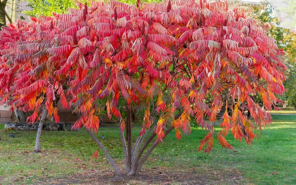 Сумах пушистый оленерогий уксусное дерево. Сумах оленерогий Rhus typhina. Сумах Rhus typhina. Сумах оленерогий уксусное.