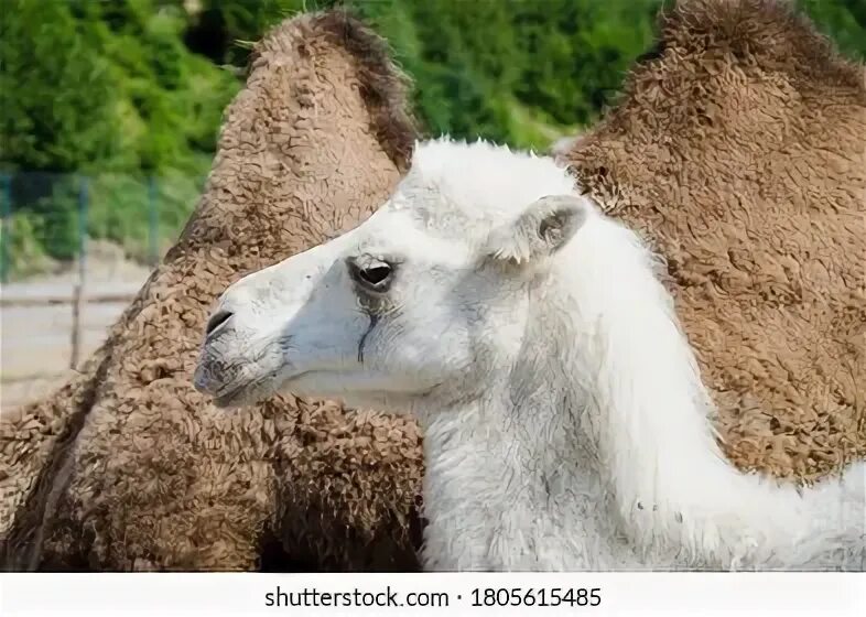 Camel beautiful