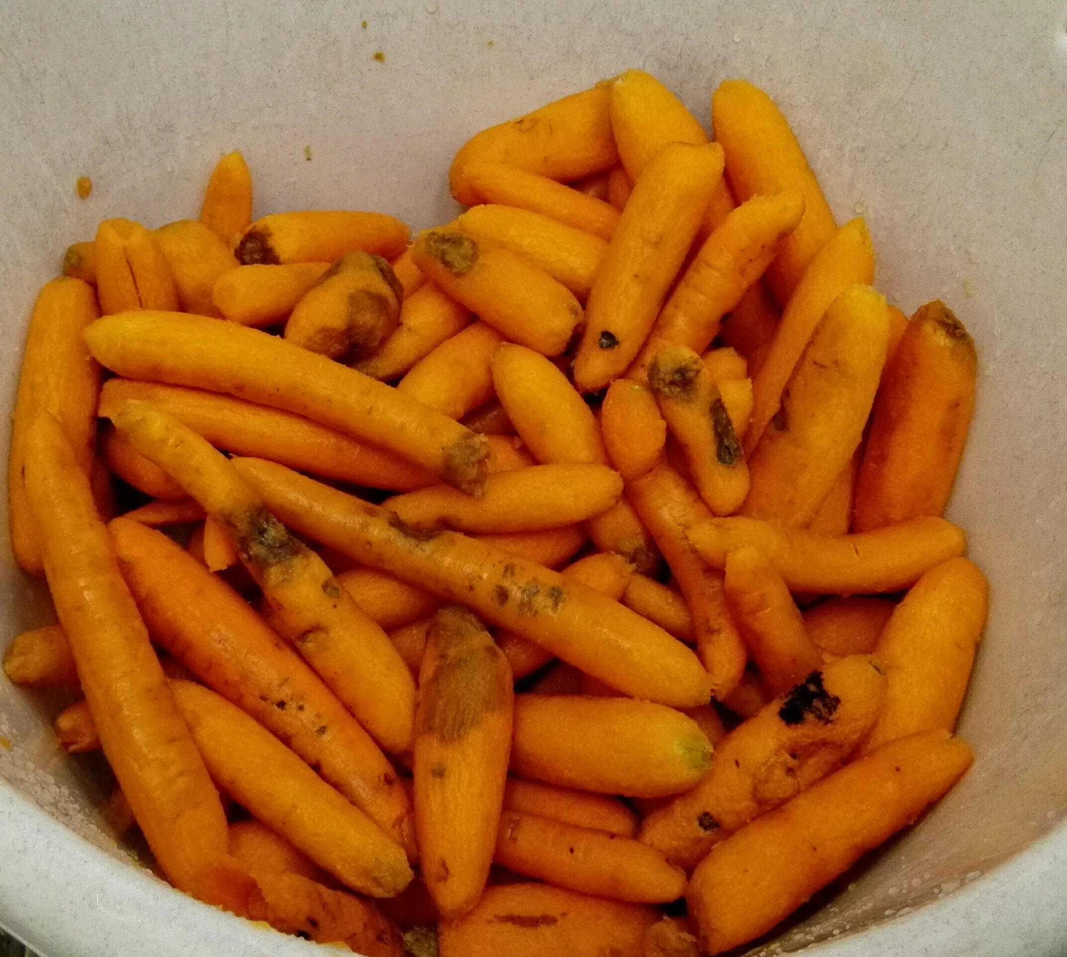 Джон юз фото. Юз юж. Джон юз 1869. Элегант голд бриллианты. Названия сторон горизонта (в сокращении варианте с, ю, з, сз, св, юз, бы,.