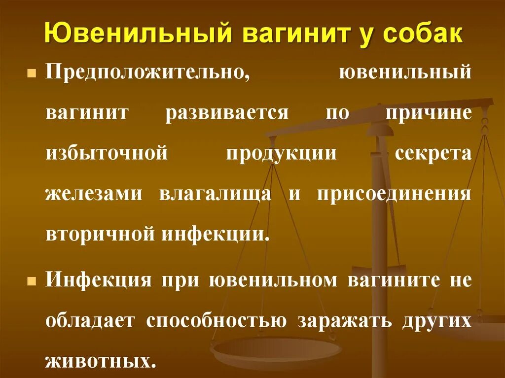 Ювенильный вагинит у собак. Ювенальный вагинит у щенка.