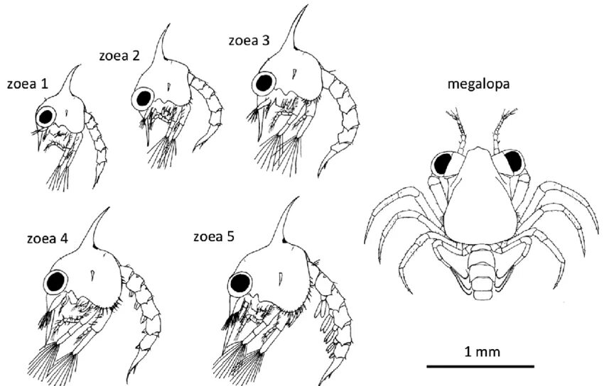 Личинка краба. Мегалопа личинка краба. Зоеа мегалопа. Зоеа личинка краба. Личинка зоеа строение.