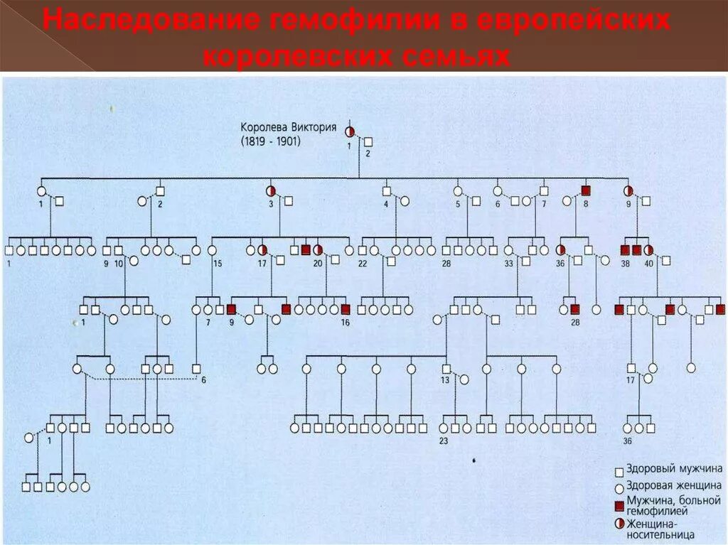 Укажите мужчину гемофилии