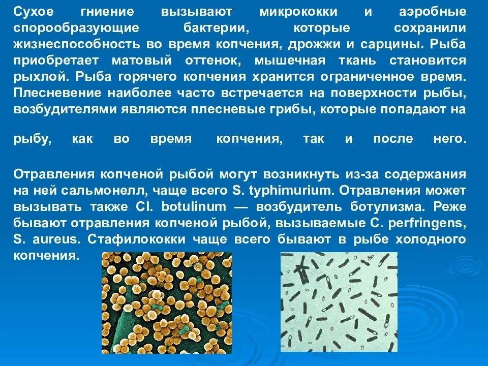 Гнилостные бактерии питание. Спорообразующие бактерии микробиология. Процессы вызываемые микроорганизмами. Микроорганизмы гниения. Гнилостные бактерии.