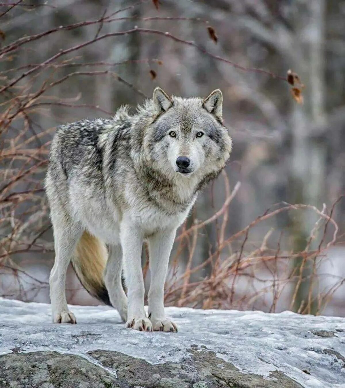 Макензенский волк. Макензийский Тундровый волк. Волк обыкновенный (canis Lupus). Волк серый.