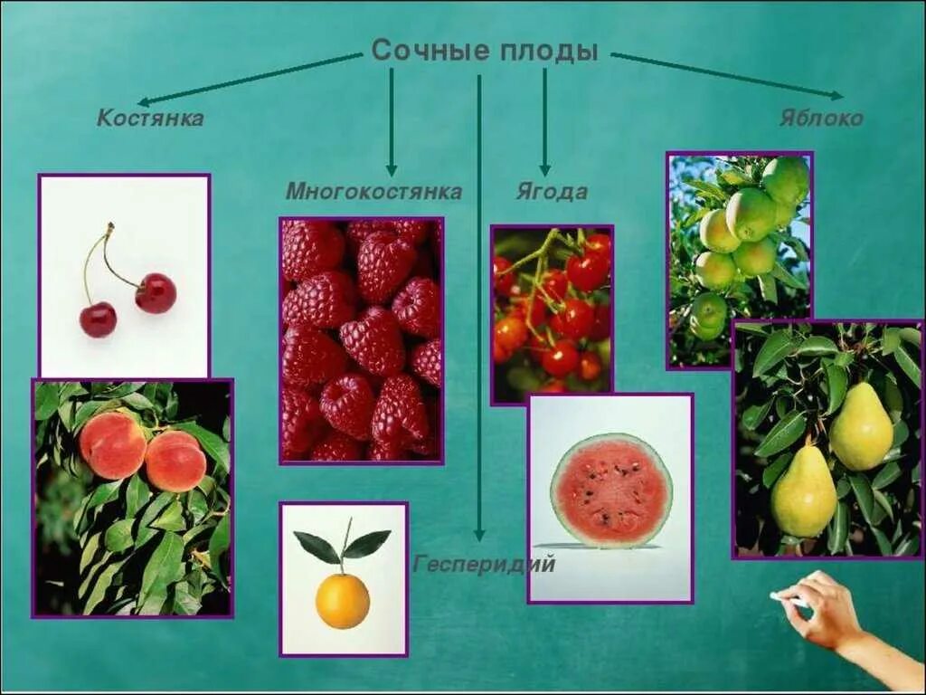 Н. Плодовые и ягодные сложное прилагательное. Классификация плодов соплодие. Сочные ягодовидные плоды. Классификация плодов сухие односемянные и многосемянные.