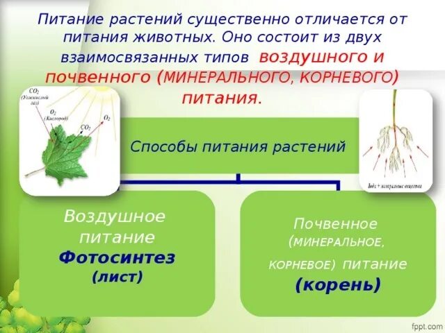 Значение элементов питания. В чем заключается значение питания для растения. Воздушное питание растений фотосинтез. Биология минеральное питание растений. Воздушное питание растений схема.