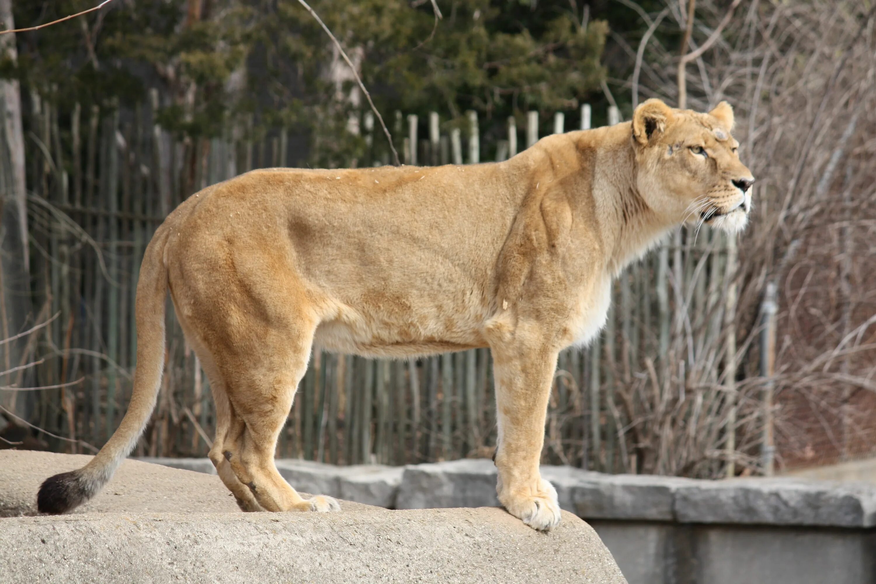 Лев максимальный размер. Львица в профиль в полный рост. Леопон гибрид. Львица самка Льва. Львица вид сбоку.