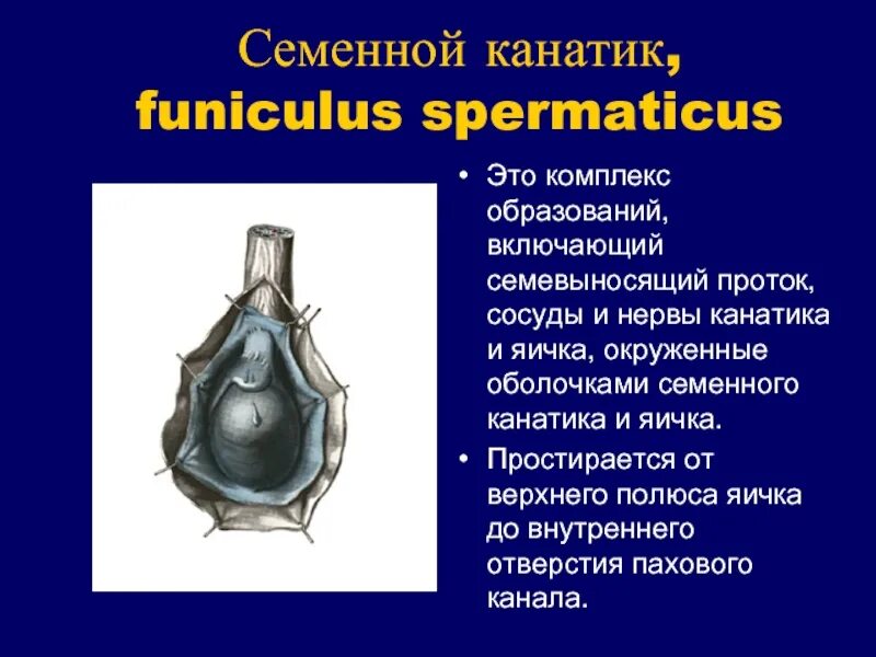 Семенной канатик анатомия. В состав семенного канатика (funiculus spermaticus) входят. Семенной канатик funiculus spermaticus. Семенной канатик его составные части. Составные элементы семенного канатика.