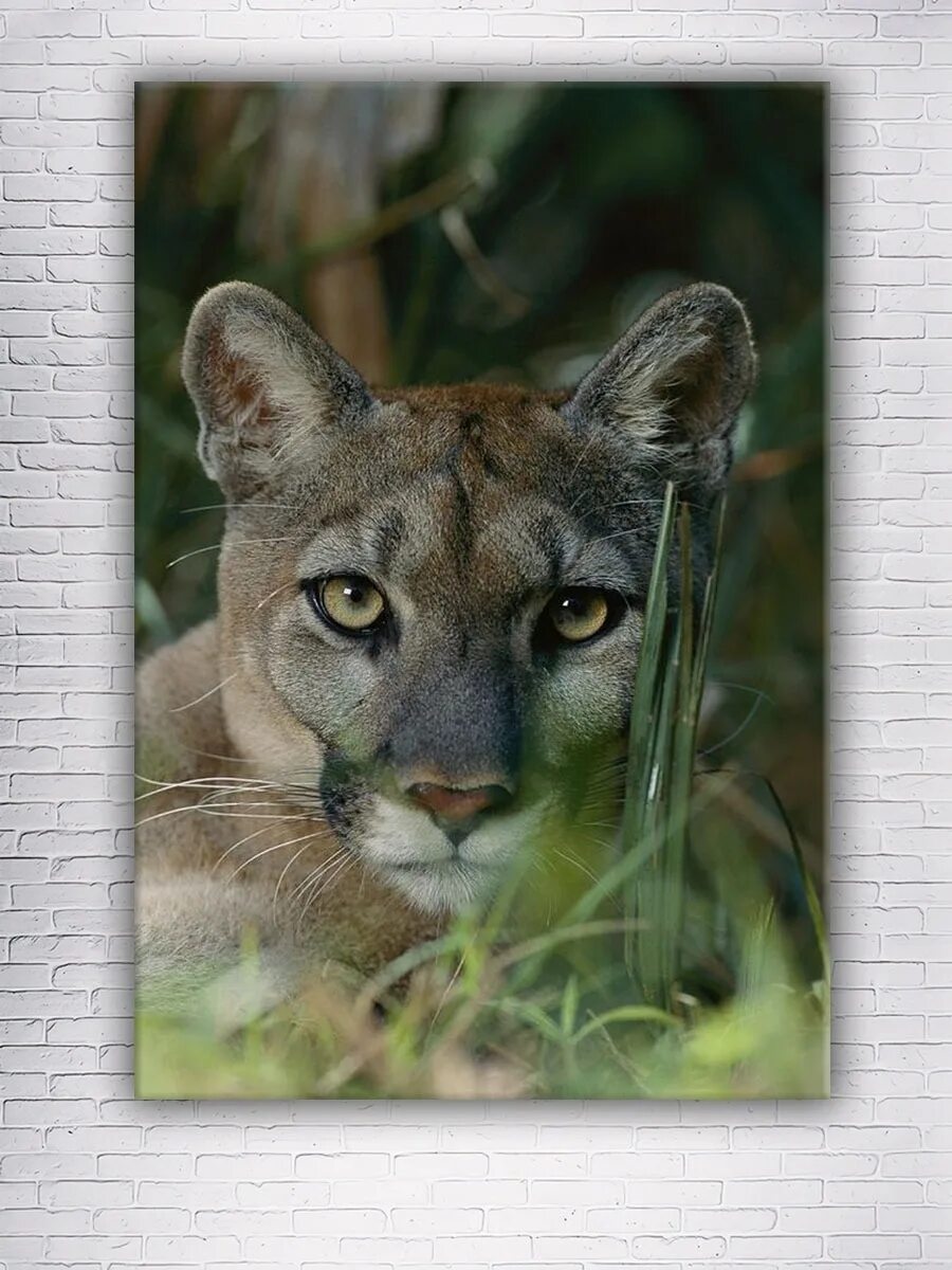 Флоридская пума пума. Флоридская пума фото. Флоридская пума пума. Пума (puma concolor):. Флоридская пума фото.