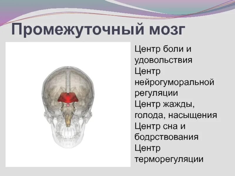 Где располагается центр. Центр боли в мозге. центры удовольствия в мозге. зона удовольствия в головном мозге. центры промежуточного мозга.