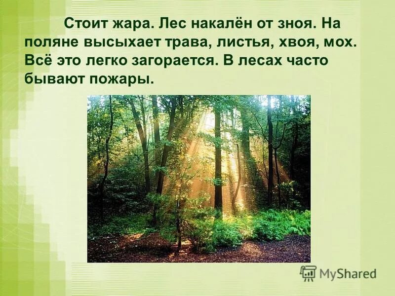 предложения про лес 3 класс. животные мелколиственных лесов. лес слова про лес. дремучий лес, полный сказок и чудес. развитие торфяных пожаров.