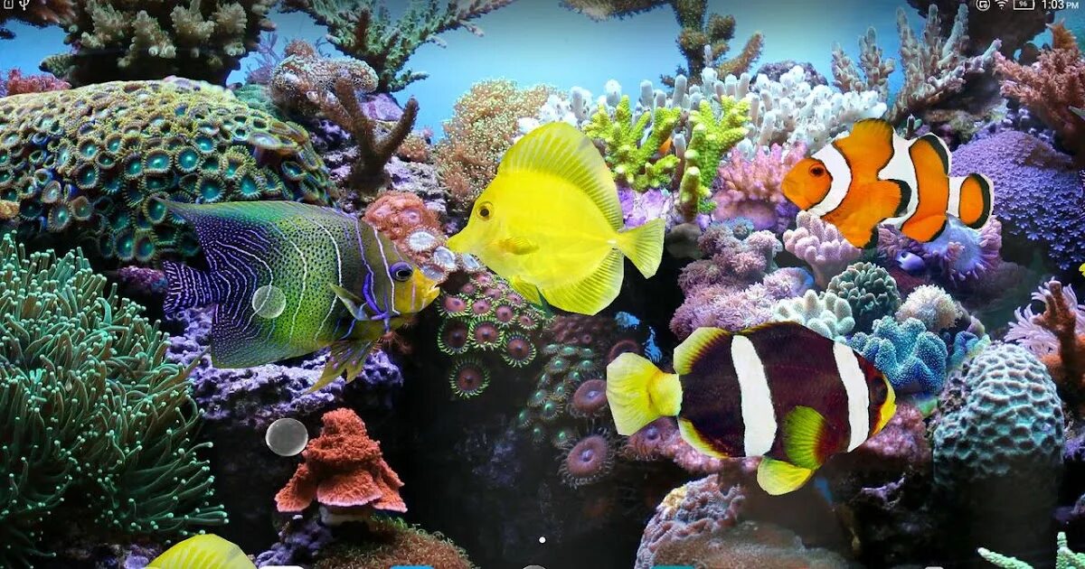 Живые 3д экран. Живой аквариум. Живые рыбки. Живые обои. Аквариум 3д.
