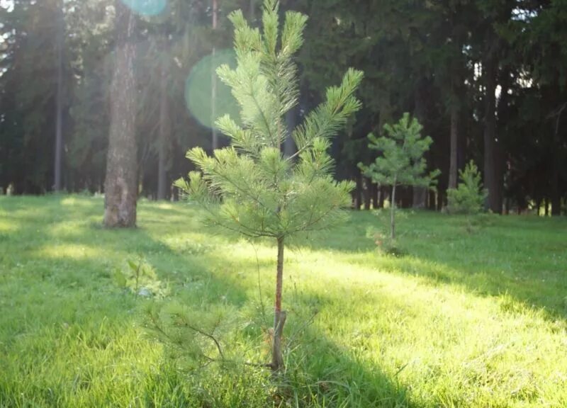 Сосна обыкновенная биалогон pinus sylvestris bialogon. Сосна небольшая. Подрост сосны обыкновенной. Маленькие сосенки. Молодые сосенки.