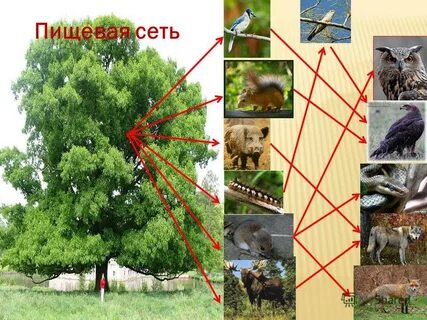 Невидимая сеть