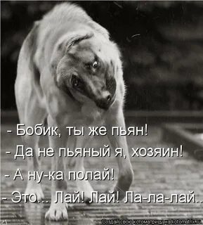 Собака гавкала не приближаясь к человеку